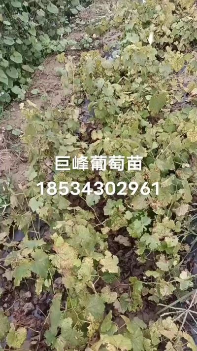 出售早熟巨峰葡萄苗。药用连翘苗，科研五号优质种苗，2/5年苗，药用连翘树，挂果树，全国包邮到家！财富密码18534302961