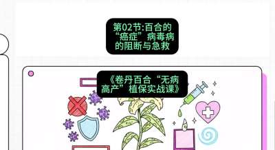 第02节：百合的&ldquo;癌症&rdquo;&mdash;&mdash;病毒病的阻断与急救，课程：《卷丹百合&ldquo;无病高产&rdquo;植保实战课》#识农AI