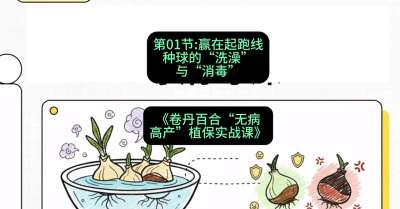 第01节：赢在起跑线&mdash;&mdash;种球的&ldquo;洗澡&rdquo;与&ldquo;消毒&rdquo;，课程：《卷丹百合&ldquo;无病高产&rdquo;植保实战课》#识农AI