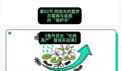 第03节：阴雨天的噩梦&mdash;&mdash;灰霉病与疫病的&ldquo;保护伞&rdquo;，课程：《卷丹百合&ldquo;无病高产&rdquo;植保实战课》#识农AI