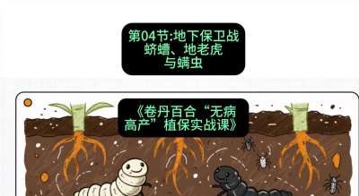 第04节：地下保卫战&mdash;&mdash;蛴螬、地老虎与螨虫 ，课程：《卷丹百合&ldquo;无病高产&rdquo;植保实战课》#识农AI