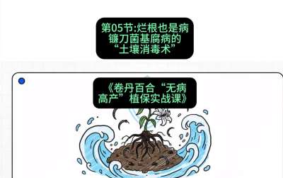 第05节：烂根也是病&mdash;&mdash;镰刀菌基腐病的&ldquo;土壤消毒术&rdquo; ，课程：《卷丹百合&ldquo;无病高产&rdquo;植保实战课》#识农AI