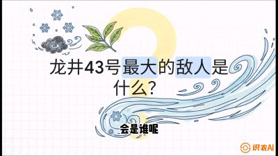 第04节：龙井双璧&mdash;&mdash;龙井43与群体种的差异化护养（重点），课程：《茗茶卫士&mdash;&mdash;茶叶病虫害绿色防控实战课》#识农AI