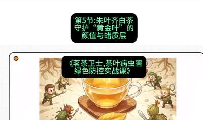 第05节：朱叶齐白茶&mdash;&mdash;守护&ldquo;黄金叶&rdquo;的颜值与蜡质层（重点），课程：《茗茶卫士&mdash;&mdash;茶叶病虫害绿色防控实战课》#识农AI