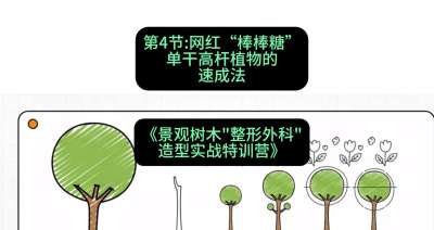 第04节：网红&ldquo;棒棒糖&rdquo;&mdash;&mdash;单干高杆植物的速成法，课程：《景观树木&ldquo;整形外科&rdquo;造型实战特训营》#识农AI
