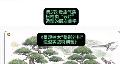 第05节：贵族气质&mdash;&mdash;松柏类&ldquo;云片&rdquo;造型的层次美学，课程：《景观树木&ldquo;整形外科&rdquo;造型实战特训营》#识农AI