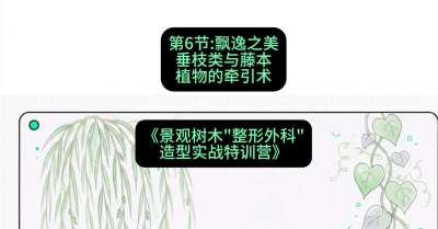 第06节：飘逸之美&mdash;&mdash;垂枝类与藤本植物的牵引术，课程：《景观树木&ldquo;整形外科&rdquo;造型实战特训营》#识农AI