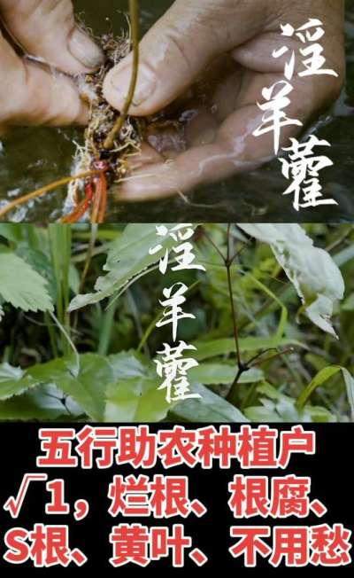 177，1907，0725，V 同号
1  老乡们！种淫羊藿不用乱买肥，咱这款专用肥，针对淫羊藿习性配的，壮苗防烂根，采收多卖钱，用过都回头！
2  咱种淫羊藿图的就是省心高产！专用肥薄肥勤施，苗不烧
