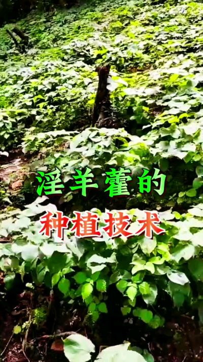 揭秘&ldquo;仙草&rdquo;淫羊藿的种植密码！耐严寒耐贫瘠，林下套种不占耕地，管理简单还能套种其他作物，一亩地的投入两亩地的收益～ 想返乡创业的赶紧码住！ #淫羊藿种植技术 #返乡创业项目 #药材种植指南 #农业新风