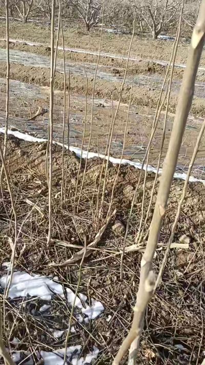 臭椿苗，一年苗，需要联系我，全国包邮到家。18534302961