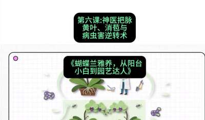 第六节：神医把脉：黄叶、消苞与病虫害逆转术，课程：《蝴蝶兰雅养六讲：从阳台小白到园艺达人》#识农AI