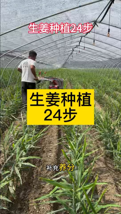 生姜种植24步