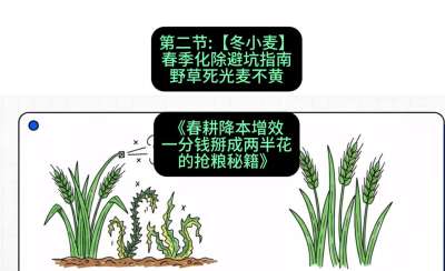 第二节：【冬小麦】春季化除避坑指南，野草死光麦不黄