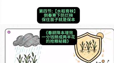 第四节：【水稻育秧】倒春寒下防烂秧，保住苗子就是保本