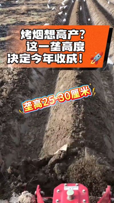 想让烤烟高产，就得从细节抓起。分享一点实打实的干货，只为帮大家少走弯路，种出好烟叶！🌱👍