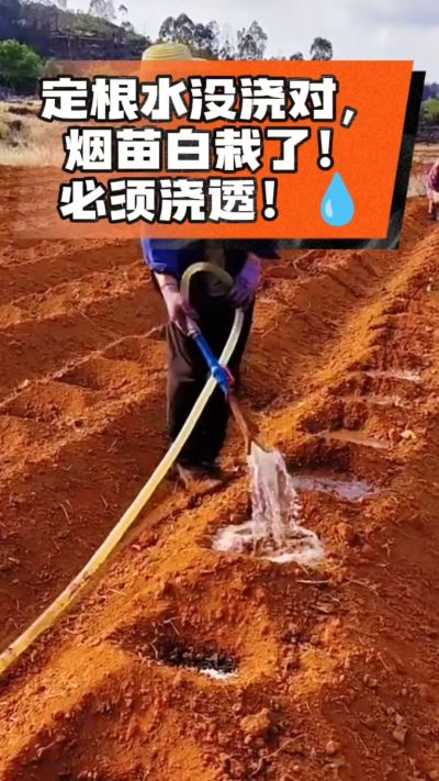 定根水没浇对，烟苗白栽啦！必须浇透。