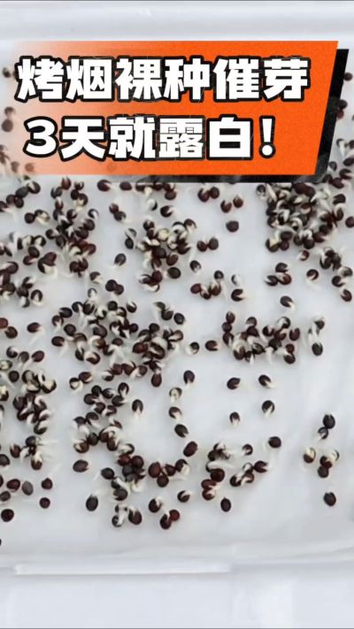 烤烟裸种催芽小技巧，清水浸泡、保温保湿，3天就能露白，出苗快又齐！烟农朋友收藏备用～