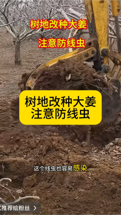树地改种大姜，注意防线虫！