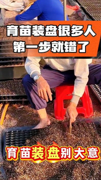 烤烟育苗基质装盘，一步做对，出苗整齐又壮苗！装盘技巧记牢，少走弯路，育苗更省心