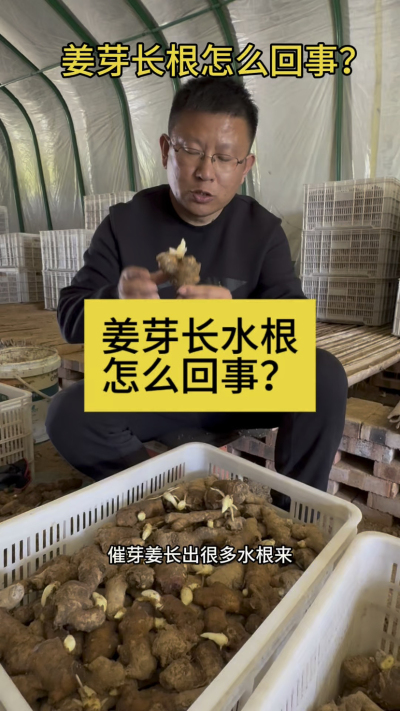 姜芽长水根怎么回事？