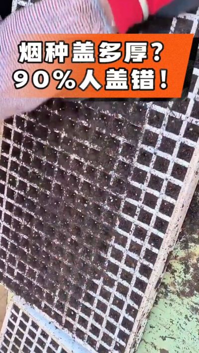 烟种盖多厚？90%烟农都盖错！薄盖才出苗齐、不闷种，烤烟育苗关键一步，照着做就对了