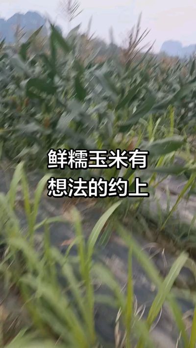 农户种植的白糯玉米大量上市，助农帮农在行动