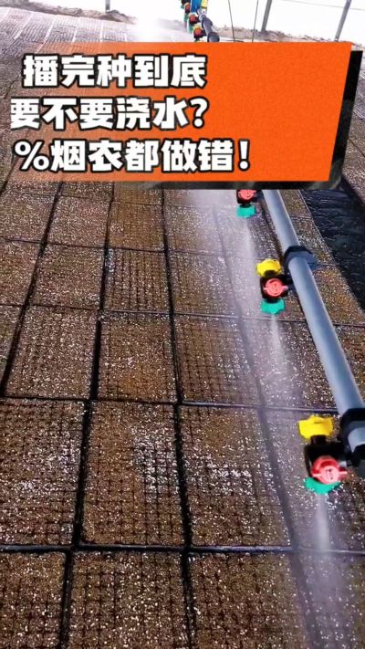 烤烟播完种一定要浇透底水，喷雾慢浇、别大水冲，盘底漏水才算到位，出苗又齐又壮！#烤烟育苗 #烤烟种植 #烟农干货 #育苗技术
