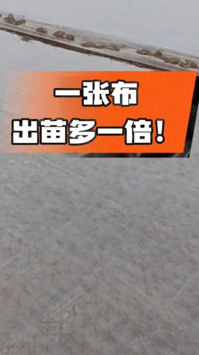 烤烟育苗盖无纺布，保温保湿出苗齐，不烂种、出苗快，烟农必备小技巧！