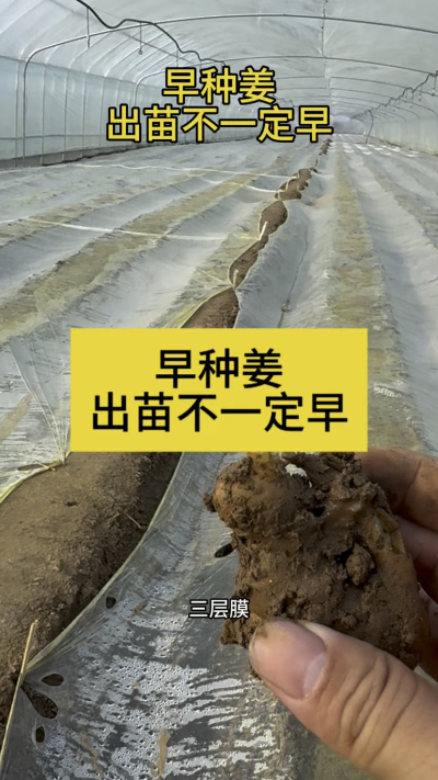 早种姜，出苗不一定早！
