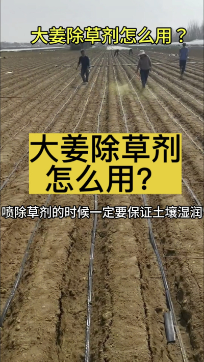 大姜除草剂怎么用？