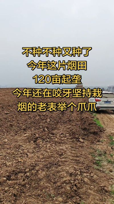 不种不种又种啦，还在咬牙坚持栽烟的老表集合啦！