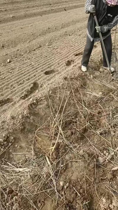 臭椿苗，一年籽播苗，地径0.5/1公分以上。需要联系18534302961