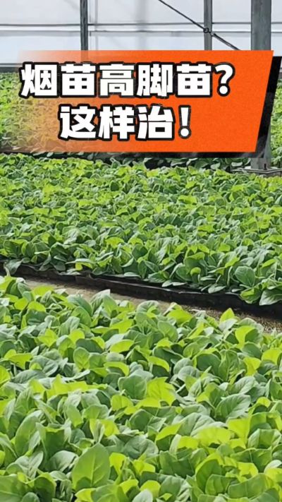 烤烟齐苗期管理关键：精准控温，防高脚苗，培育壮苗好上手！