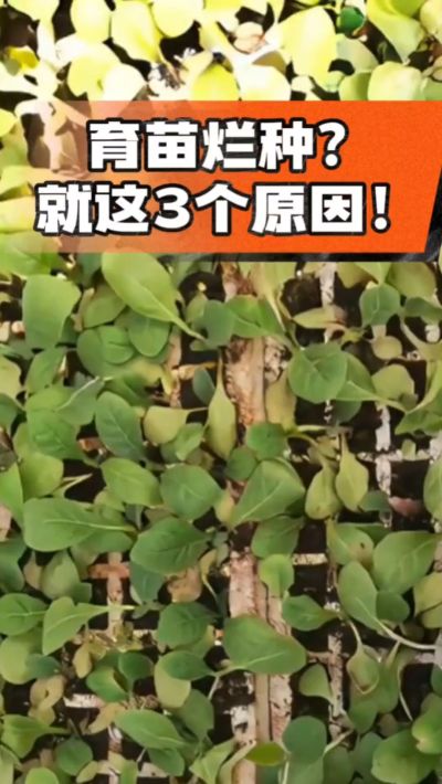 烤烟育苗烂种？3个原因讲清楚！消毒、控水、控温，做到就苗齐苗壮🔥
#烤烟育苗 #烤烟种植 #烂种防治 #烟农