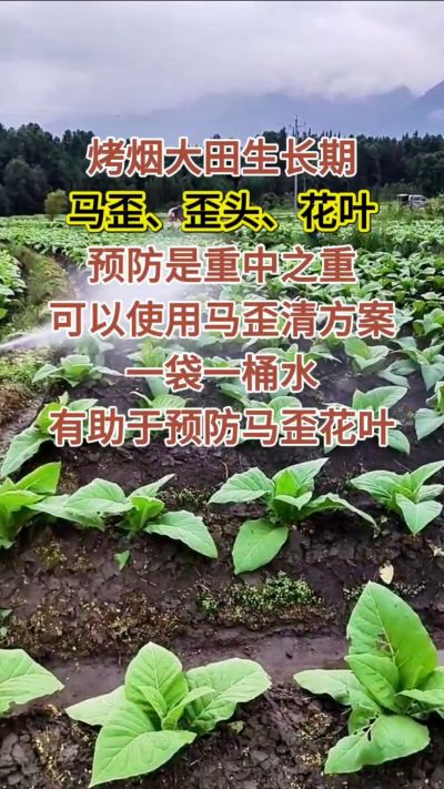 烤烟大田生长期，马歪歪头花叶预防是重中之重，可以使用马歪清方案，一袋一桶水，有助于预防马歪花叶。
烤烟管理早做一步，后期少操心！#烤烟种植#烤烟管理#烤烟大田管理#烤烟病害防治